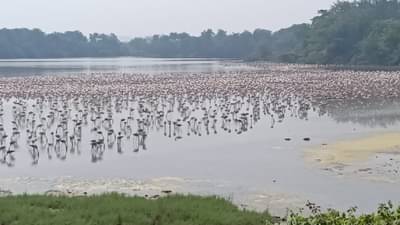 नवी मुंबईच्या वाशी खाडीकिनारी फ्लेमिंगो पक्ष्यांचं मनमोहक दृश्य