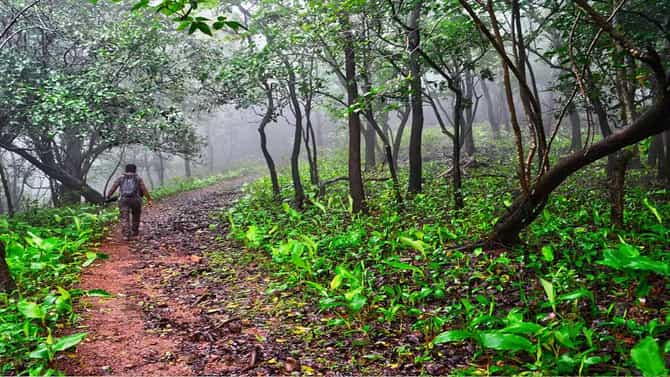 अतिक्रमण हटवण्यासाठी गेलेल्या वनकर्मचाऱ्यांवर हल्ला; पेट्रोलने वाहन पेटविण्याचा प्रयत्न