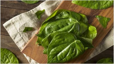 Chaitra Navratri 2023 : महाअष्टमीला करा विड्याच्या पानाचा खास उपाय, आर्थिक चणचण होईल दूर