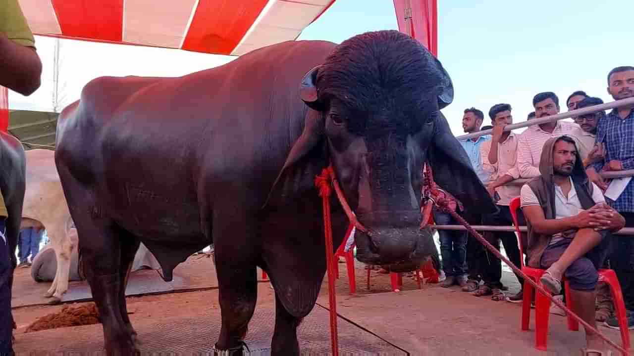 चर्चा तर होणारच! रेड्यांची किंमत ऐकून व्हाल हैराण, मर्सिडीज आणि फरारी पेक्षाही महागडा रेडा...