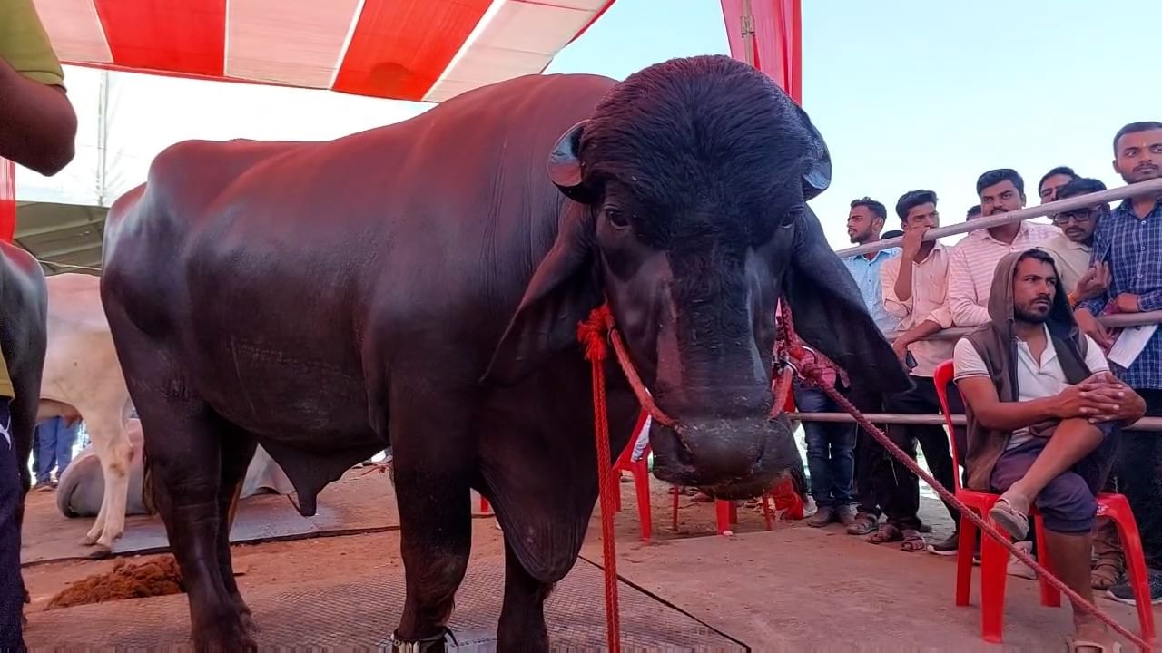 चर्चा तर होणारच! रेड्यांची किंमत ऐकून व्हाल हैराण, मर्सिडीज आणि फरारी पेक्षाही महागडा रेडा...