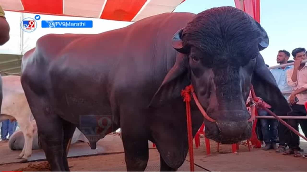 नादखुळा ! अन् मर्सिडीज, फरारी गाड्यांपेक्षाही महागडा रेडा; किंमत ऐकून व्हाल थक्क