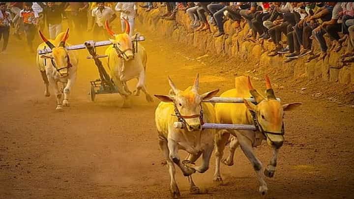 तुळजापूर येथे रंगणार बैलगाडी शर्यतीचा थरार, राज्यभरातून स्पर्धकांचा सहभाग तुळजापूर येथे रंगणार बैलगाडी शर्यतीचा थरार, राज्यभरातून स्पर्धकांचा सहभाग