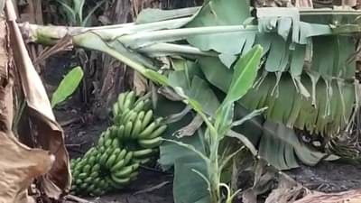 वेळेत पंचनामे नाहीत, तर शेतकऱ्यांना वेळेत मदत कशी मिळणार, शेतकऱ्यांच्या प्रश्नामुळं अब्दुल सत्तारांचा अधिकाऱ्यांना आदेश