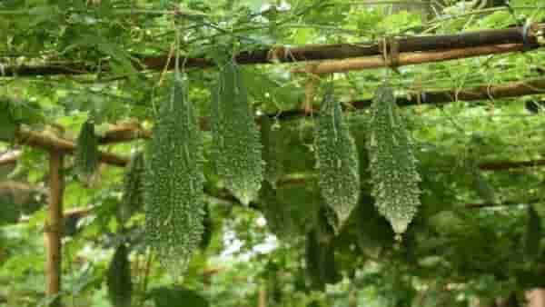 Agriculture News : शेतात कारल्याची लागवड, चांगला भाव मिळाला आणि शेतकऱ्याला लाखो रुपये मिळाले