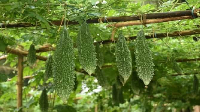Agriculture News : शेतात कारल्याची लागवड, चांगला भाव मिळाला आणि शेतकऱ्याला लाखो रुपये मिळाले