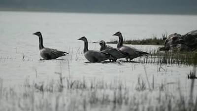 या तलावावर परदेशी पाहुण्यांचे दर्शन; दीड हजार किमी उडण्याची क्षमता असलेल्या पक्ष्यांनी ठोकला तळ