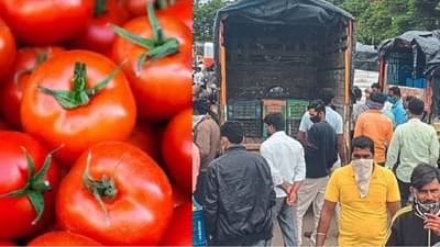 टोमॅटो व्यापारी पाहा शेतकऱ्यांसोबत कसा वागला, समोर आलेले संकट पाहून तुमचाही कंठ दाटून येईल, प्रकरण थेट पोलिसांत...