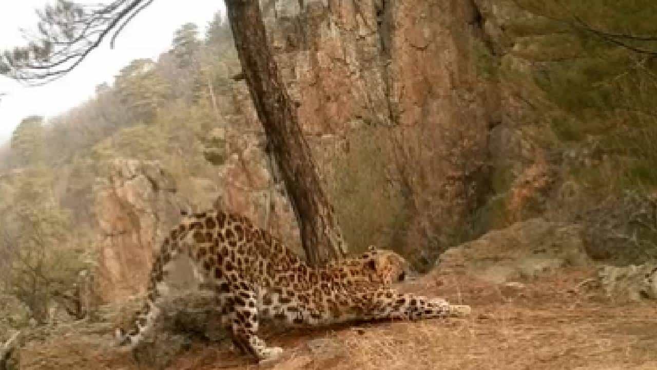 बिबट्या सूर्यनमस्कार करतोय, बघा!