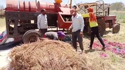 उन्हाचा चटका वाढू लागल्याने रब्बी हंगामात पेरलेला हरभरा काढून मळणीला सुरुवात