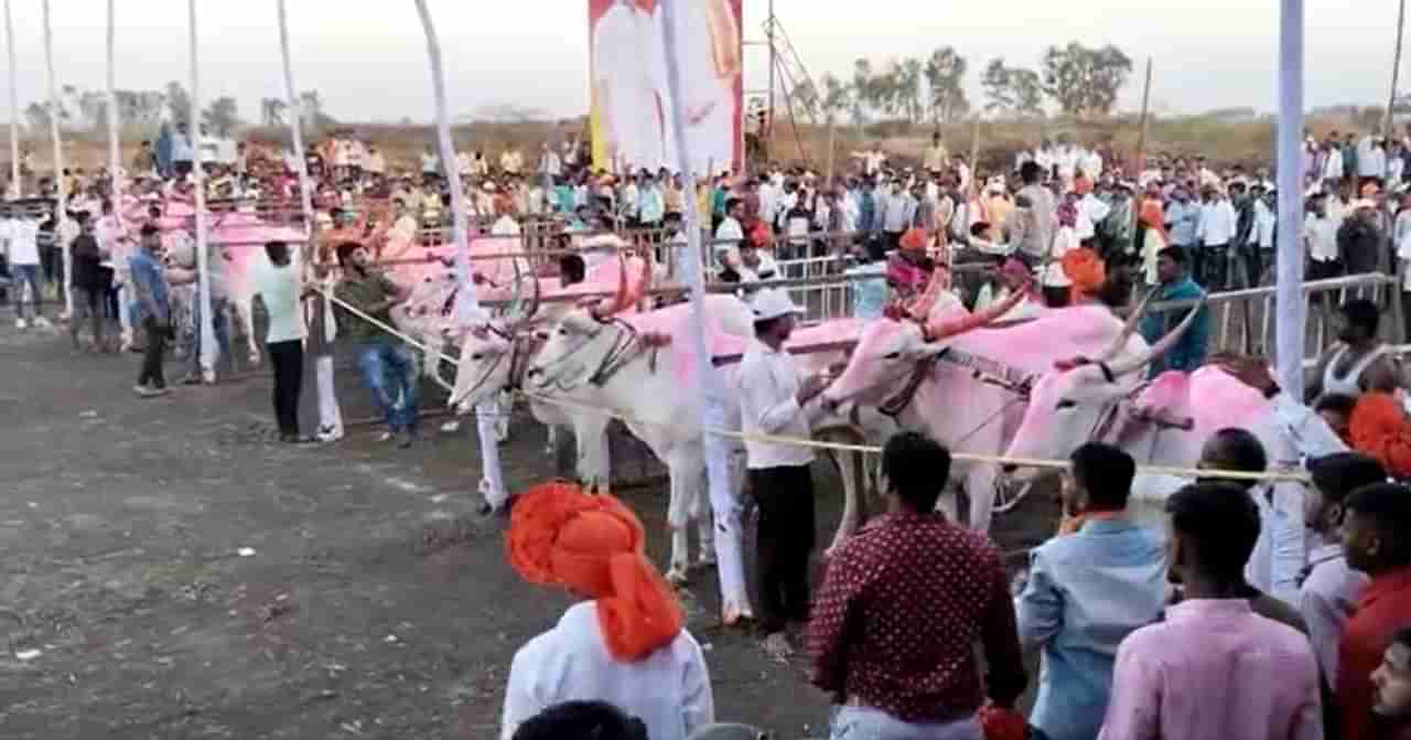 बैलगाडी शर्यतीचा IPL प्रमाणे थरार, हरण्या बैलाने कशी जिंकली शर्यत, पाहा Video