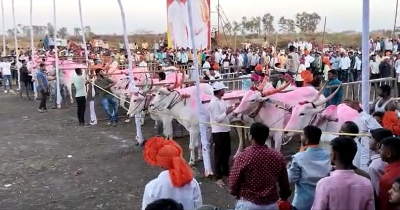 बैलगाडी शर्यतीचा IPL प्रमाणे थरार, 'हरण्या' बैलाने कशी जिंकली शर्यत, पाहा Video