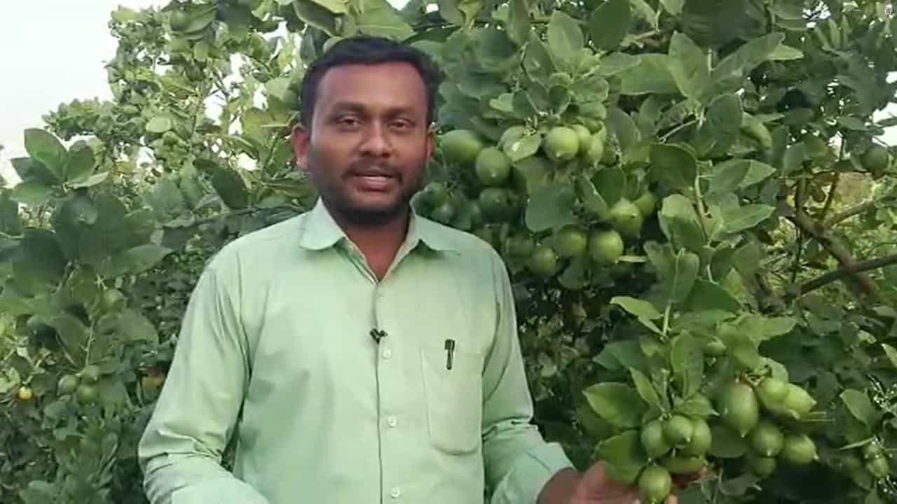 नांदेडमध्ये थाई जातीच्या लिंबाची यशस्वी लागवड, लाखो रुपयांचं उत्पन्न मिळाल्याने शेतकऱ्यांचं कौतुक