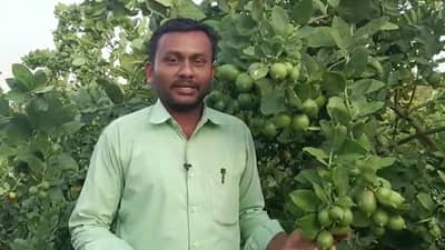 नांदेडमध्ये थाई जातीच्या लिंबाची यशस्वी लागवड, लाखो रुपयांचं उत्पन्न मिळाल्याने शेतकऱ्यांचं कौतुक