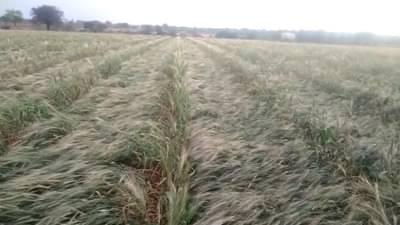 अवकाळी पावसामुळे शेतकऱ्यांचे मोठे नुकसान, मात्र उन्हाळी तीळ पीक जोमात