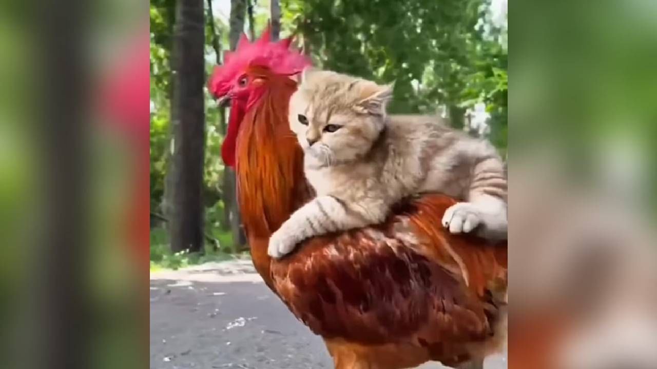 VIDEO | कोंबड्याच्या अंगावर बसलं मांजर, मग कोंबड्याने मांजराला खूष केलं, नेटकरी म्हणतात...