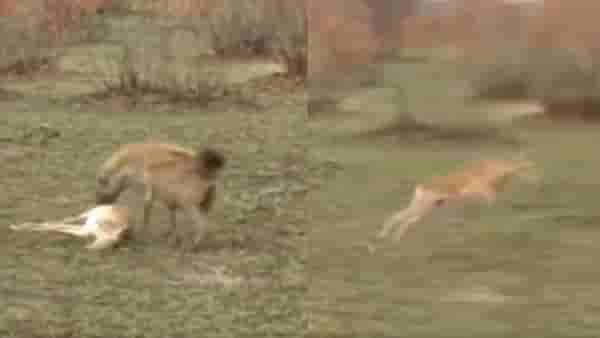 video : हिंस्र प्राण्याला जवळ पाहून हरिणाने केली जबरदस्त अॅक्टींग, मरण्याचे नाटक रचत केले पलायन
