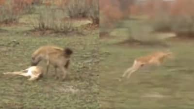 video : हिंस्र प्राण्याला जवळ पाहून हरिणाने केली जबरदस्त अॅक्टींग, मरण्याचे नाटक रचत केले पलायन