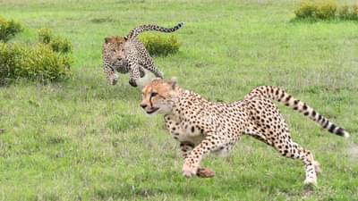 नामिबियातून आणलेल्या चित्त्याबाबत मोठी अपडेट समोर, व्हिडीओ व्हायरल!