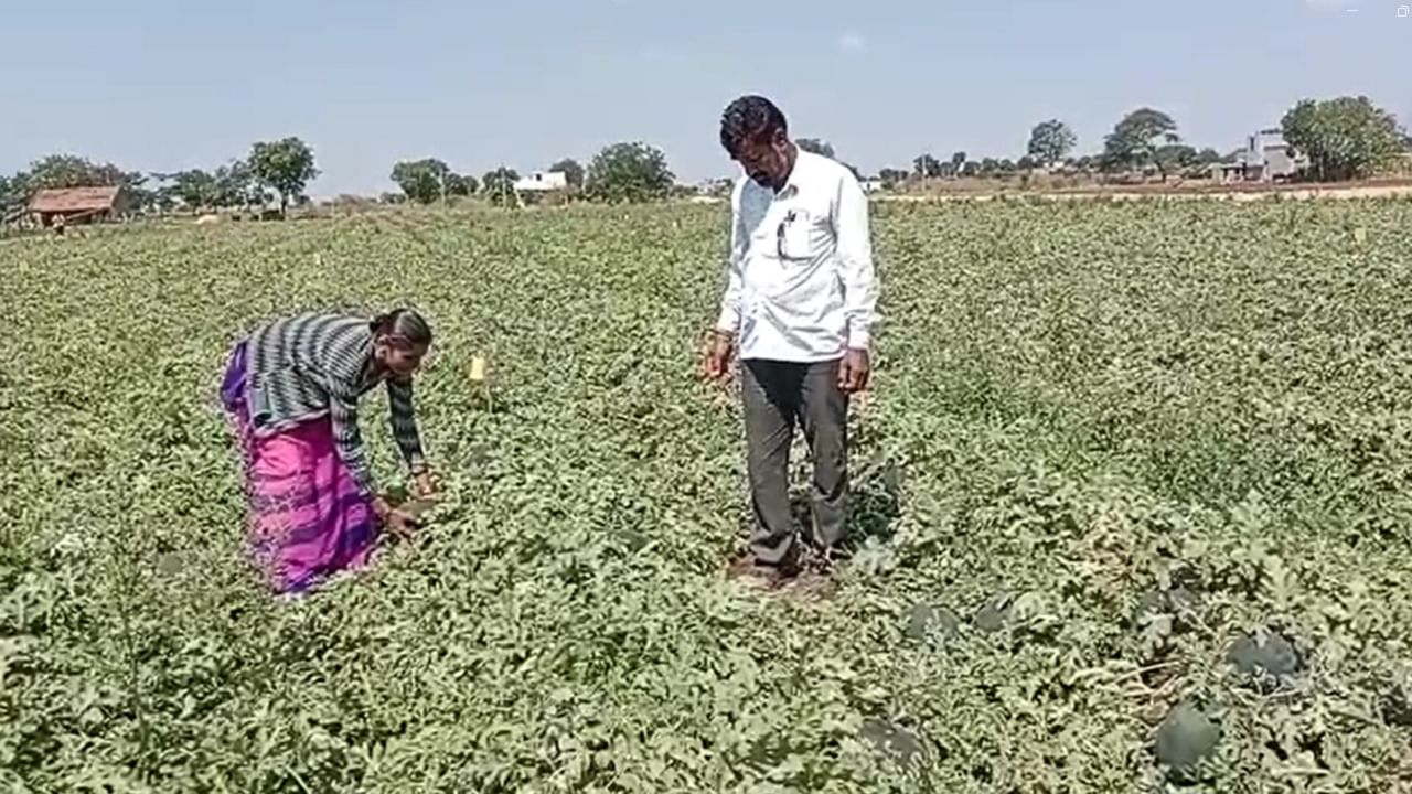 केलेला खर्च वजा जाता उर्वरीत कलिंगडच्या शेतीतून त्यांना सहा लाख निव्वळ नफा मिळणार आहे. 