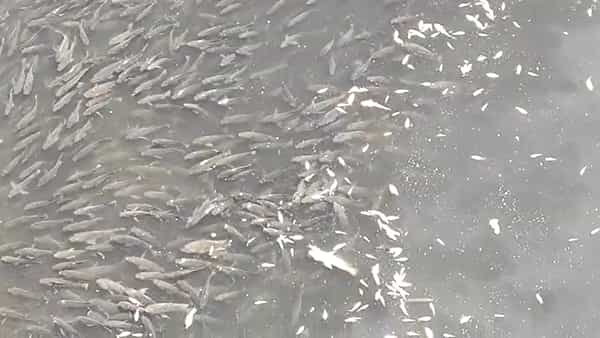 साताऱ्यातील नीरा नदीत पाणी दूषित होऊन प्रदूषणामुळे लाखो मासे मृत्यूमुखी पडले आहेत.