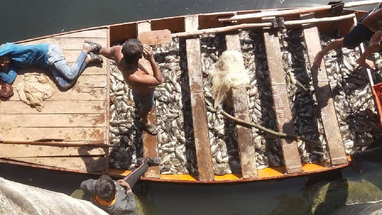 फलटण तालुक्यातील होळ येथे ढगाई माता मंदिराच्या पाठीमागील बंधाऱ्याजवळ आलेल्या सोमेश्वर साखर कारखान्याच्या दूषित मळीयुक्त  पाण्यामुळे मागील तीन दिवसांपासून निरा नदी पात्रातील लाखो मासे मृत्युमुखी पडत आहेत. 