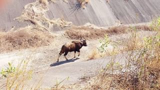 आता तुम्ही करू शकणार स्पेसमध्ये रोमान्स, त्याआधी किती पैसे भरावे लागतील ते तर वाचा!