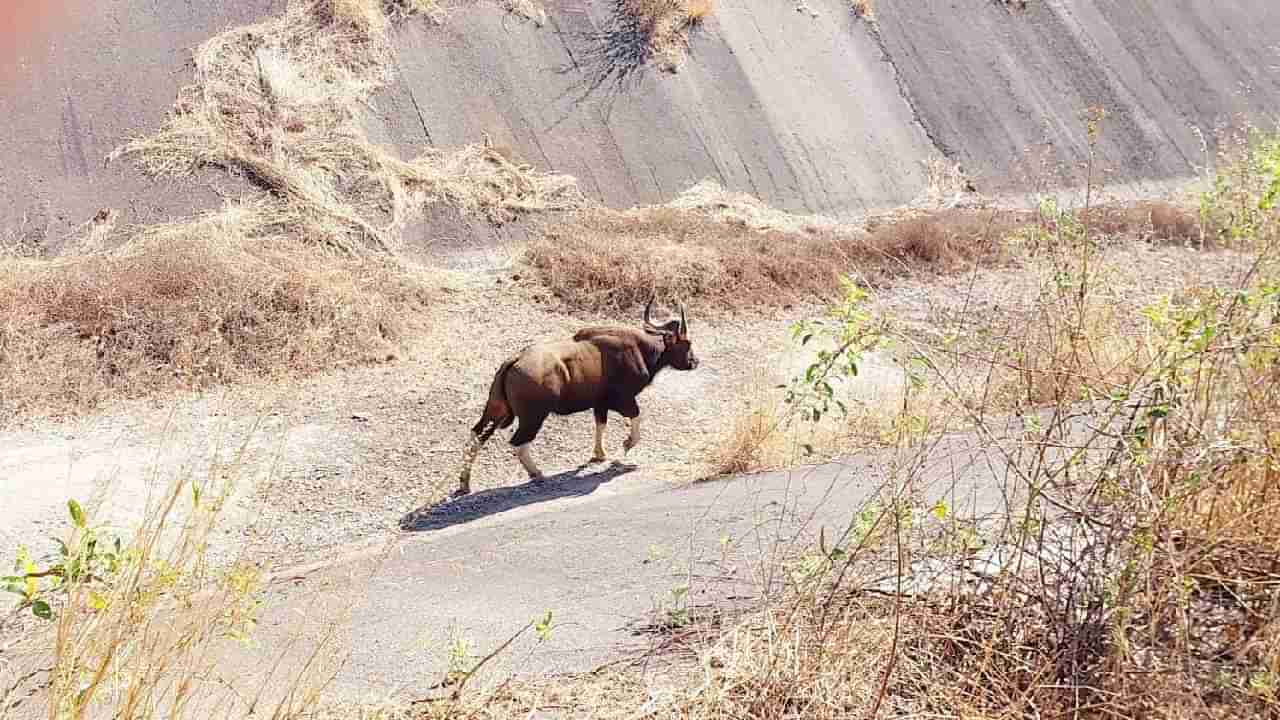 गव्याला पाहायला लोकांची गर्दी, सुरक्षित जंगलात जाण्यासाठी वनविभागाच्या अधिकाऱ्यांनी काय केलं पाहा