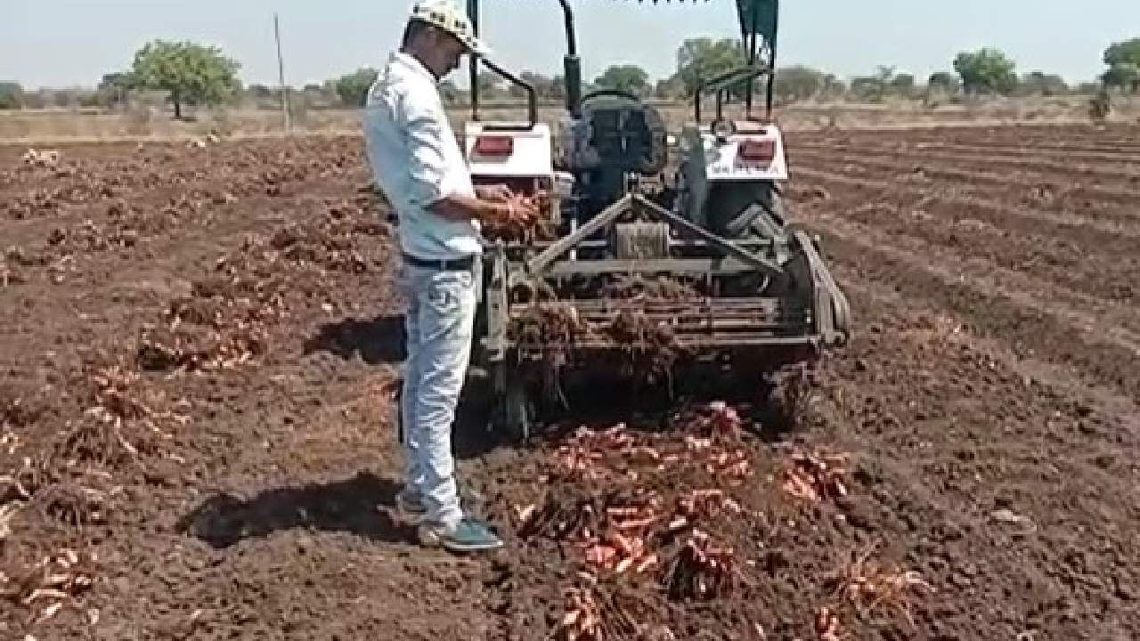 येथील शेतकरी वळले हळद उत्पादनाकडे; शिरपूर गावाची ओळख आता हळद उत्पादक म्हणून