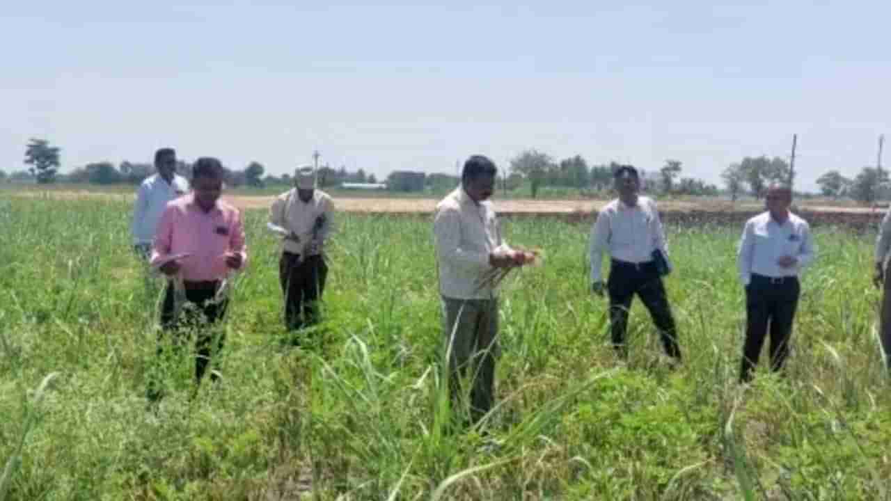 शेतात काम करत असताना माशीची अंडी डोळ्यात गेली; त्यानंतर घडला हा धक्कादायक प्रकार