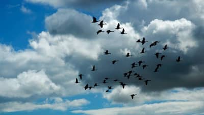 जो उडेल, चालेल पण झाडावर बसणार नाही असा पक्षी कोणता? सांगा