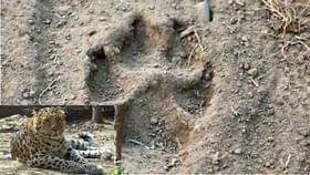 बिबट्याच्या पाऊलखुणा..., दिसल्या अन् आम्ही तिथून पळ काढला...