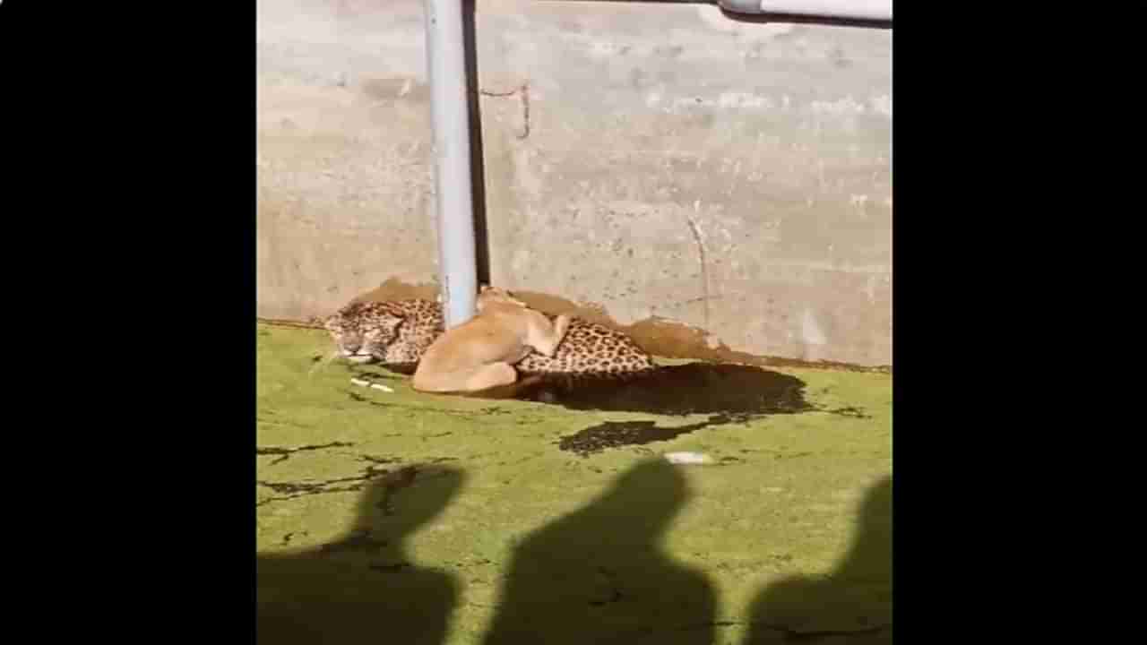 कुत्र्याची शिकार करायला गेलेला बिबट्या फसला, मग कुत्र्याने वाघाच्या बिबट्याच्या पाठीवर ठेवलं डोकं, तरीही वाघ शांत...