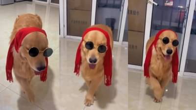 कधी वाटलं होतं का कुत्रा इतका स्टाईल मध्ये चालू शकतो ?