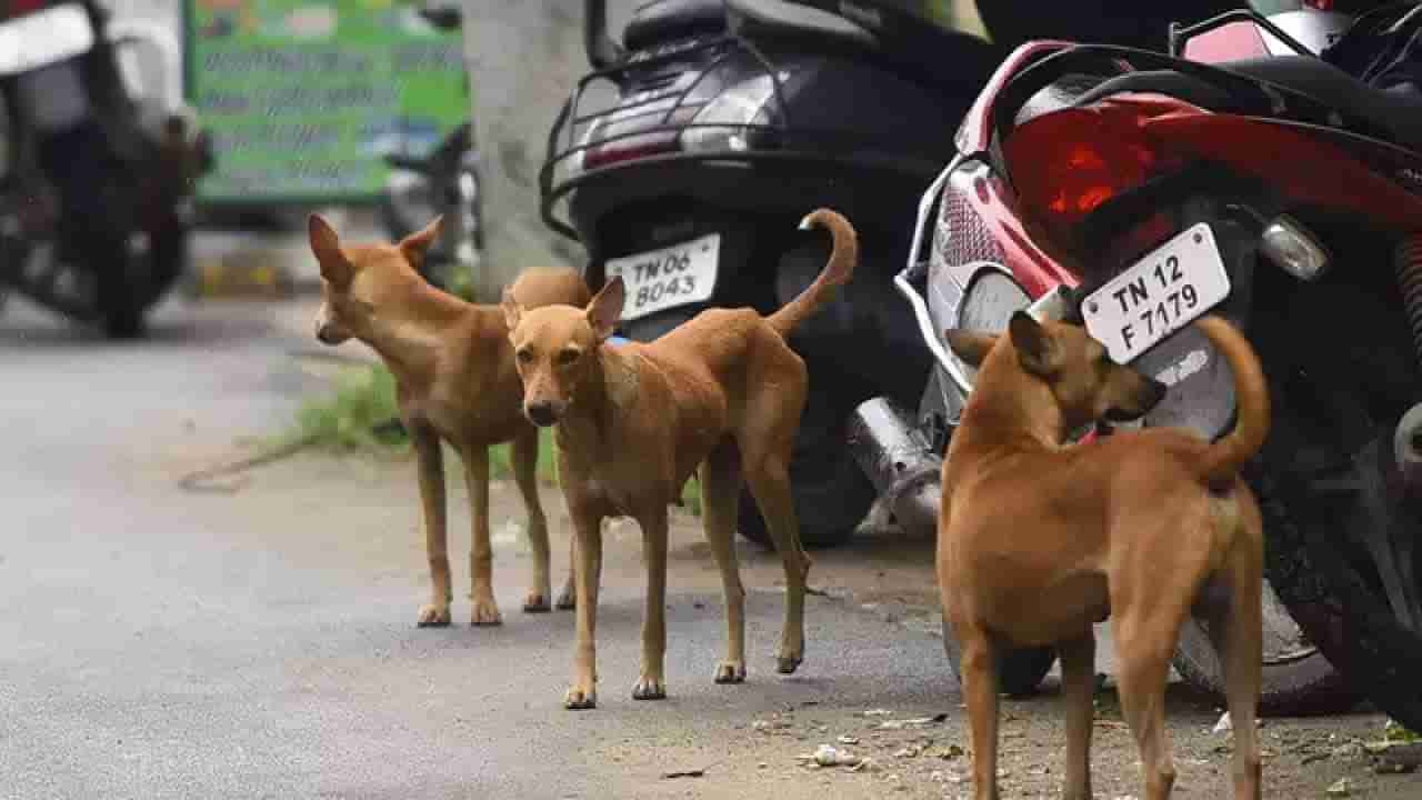 Dog Bite : भटक्या कुत्र्यांची दहशत, 6 मुलांसह दोन डझनहून अधिक लोकांना घेतला चावा