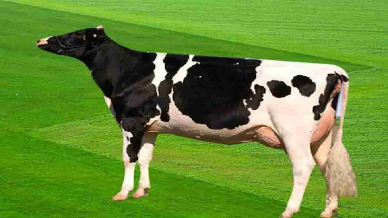 जाते तिथे डंका, जगातली सर्वात महागडी गाय, 9 कोटींपेक्षा जास्त, दूध नव्हे हे ठरतंय एवढ्या भावाचं कारण