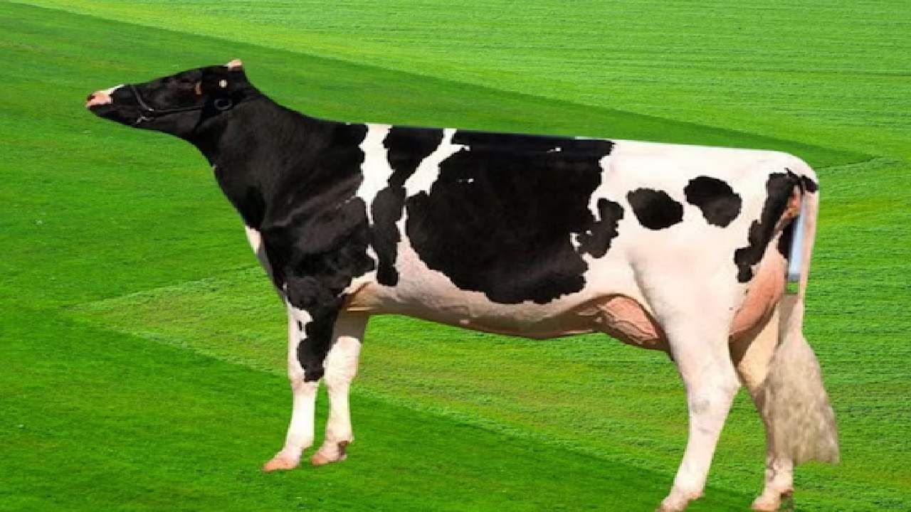 जाते तिथे डंका, जगातली सर्वात महागडी गाय, 9 कोटींपेक्षा जास्त, दूध नव्हे 'हे' ठरतंय एवढ्या भावाचं कारण