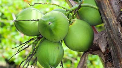 पचनक्रियेला फायदेशीर असणारी नारळाच्या मलाईची खीर! कशी बनवणार? वाचा