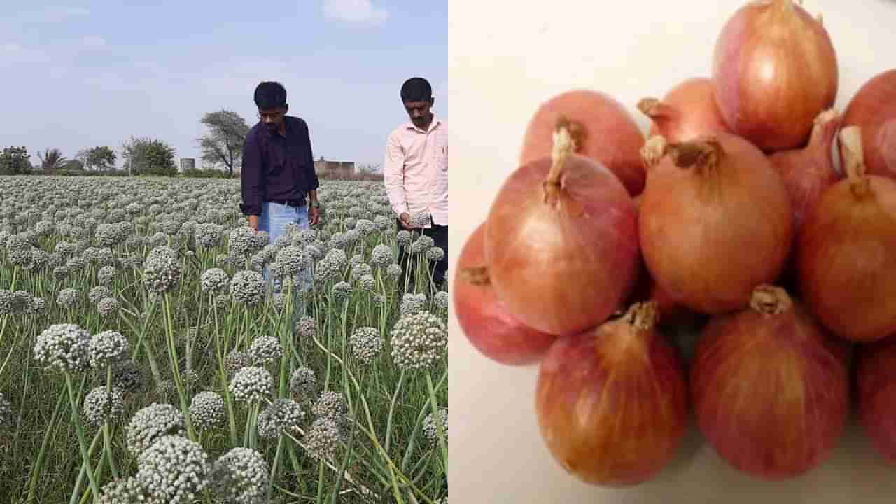 कांद्यामुळे वांदा झालेला असतांना शेतकऱ्यांसाठी खुशखबर, उन्हाळ कांद्याला टक्कर देण्यासाठी लाल कांद्याचे नवं वाण