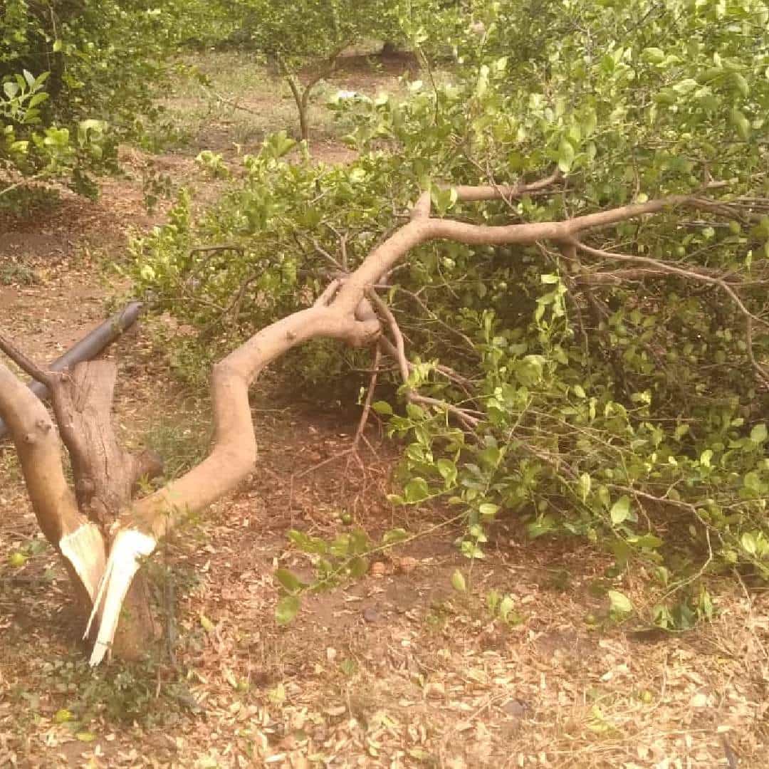 अकोला : अकोला जिल्हात रात्री उशिरापासून पाऊस पडला. काल दिवसभर ढगाळ वातावरण होते. या पावसामुळे गहू, हरभरा, पिकाला मोठा धोका निर्माण झाला आहे. लिंबाचं झाड अक्षशहा तुटून पडले.