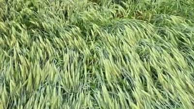 अवकाळीत 50 हजार हेक्टरवरचा गहू आडवाच ; शेतकऱ्यांच्या कष्टाचं चीज मातीत...