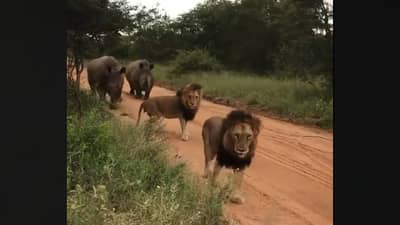 VIDEO | सिंह बसून आराम करत होते, फिरत-फिरत दोन गेंडे आले, लोक म्हणाले, सिंहाला जंगलाचा राजा कोणी बनवले?