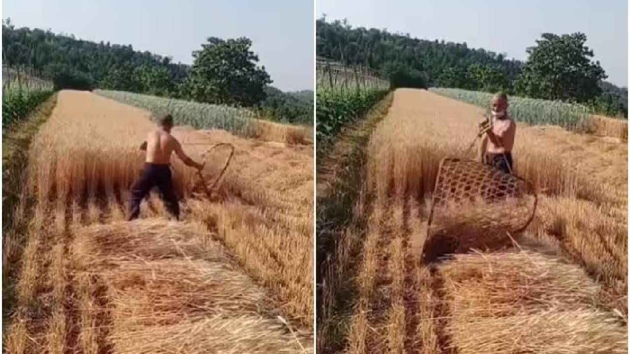 Video | शेतकऱ्याने जुगाड करुन काही मिनिटांत गव्हाची कापणी केली, व्हिडीओ पाहिल्यानंतर लोकांनी कौतुक केलं