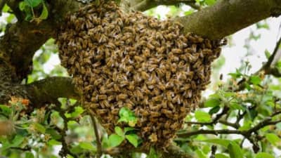 डोंगरावर महादेवाच्या दर्शनाला गेलेल्या पर्यटकांवर मधमाशांचा हल्ला, दोन जण खाली उतरलेच नाहीत