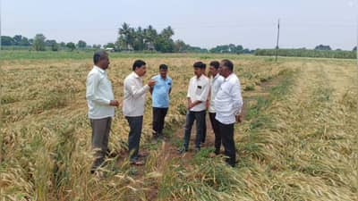 Ahmadnagar : वादळी वाऱ्यामुळे घराचे छत उडाले, कांदा, गहू, फळबागांचं मोठं नुकसान