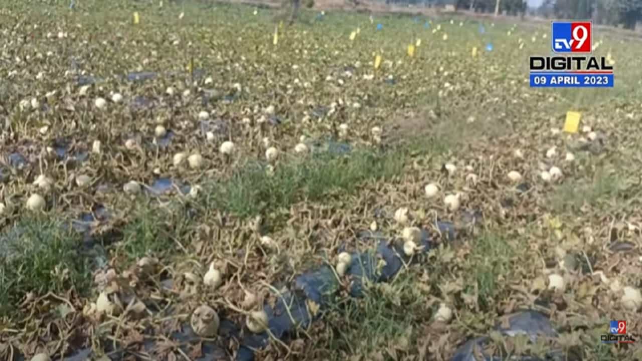 अवकाळी पावसाचा पिकांना फटका, शेतात पाणी साचल्यानं 'या' पिकांनी टाकली मान