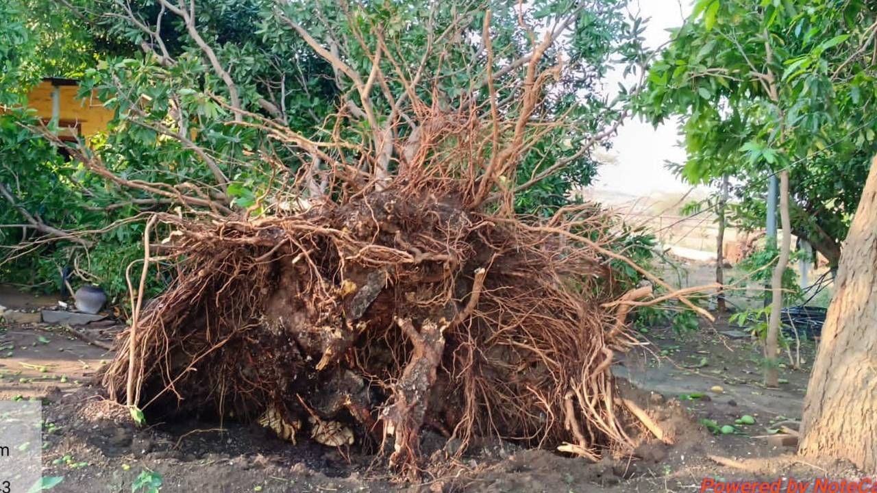 अवकाळी पावसात होतं नव्हतं सगळं गेलं;कलिंगड, टोमॅटो, कांदा पिकांची लागली वाट... अवकाळी पावसात होतं नव्हतं सगळं गेलं;कलिंगड, टोमॅटो, कांदा पिकांची लागली वाट...
