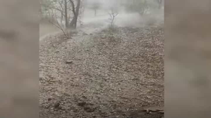 अकोल्यातील 'या' भागात गाऱ्याच्या पावसानं झोडपलं, पिकांचं मोठं नुकसान अकोल्यातील 'या' भागात गाऱ्याच्या पावसानं झोडपलं, पिकांचं मोठं नुकसान