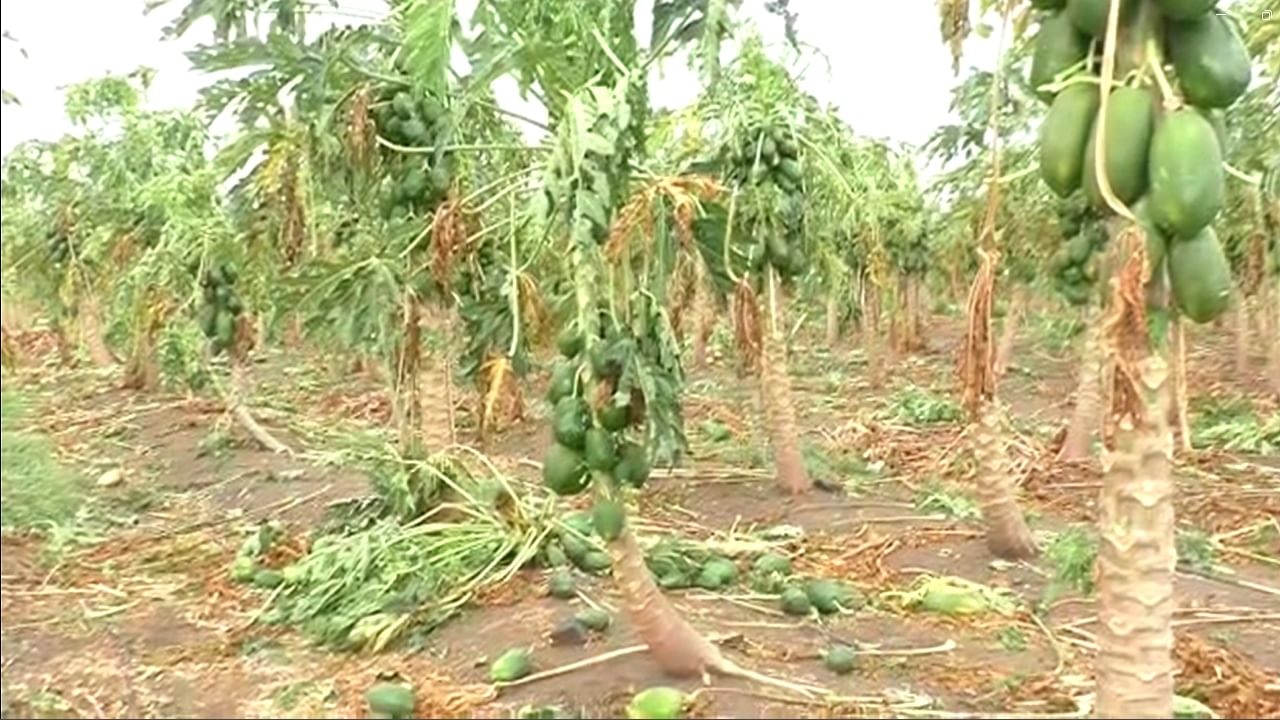 Agriculture News : वाशिम जिल्ह्यात वादळी वाऱ्यासह मुसळधार पाऊस, भाजीपाल्याचं मोठं नुकसान