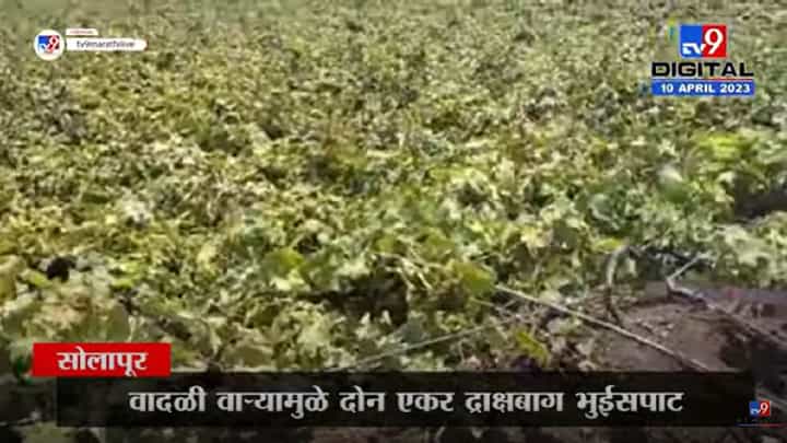 अवकाळी पावसामुळे सोलापुरात शेतीचं नुकसान; दोन एकर द्राक्षबाग भुईसपाट अवकाळी पावसामुळे सोलापुरात शेतीचं नुकसान; दोन एकर द्राक्षबाग भुईसपाट